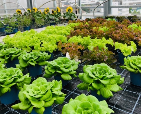 Dachgewächshaus Salat