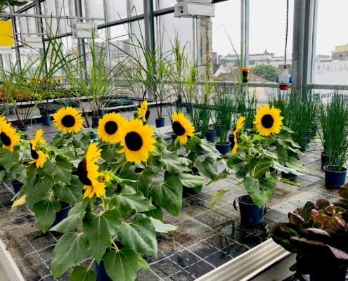 Dachgewächshaus Sonnenblumen