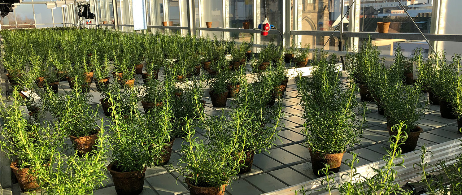 Dachgewächshaus_Ansicht