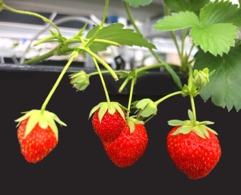 Dachgewächshaus Erdbeeren