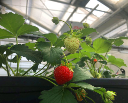 Dachgewächshaus Erdbeeren